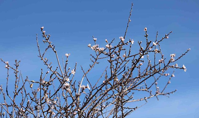 Mevsimi şaşıran ağaçlar çiçek açtı