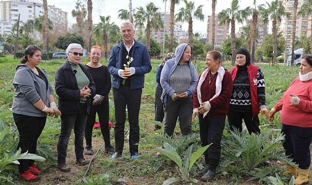 Mezitli'nin kadınları enginar üretiyor