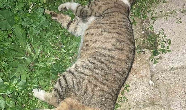 Milas'ta 1 köpek ve 2 kedinin zehirlendiği iddiası