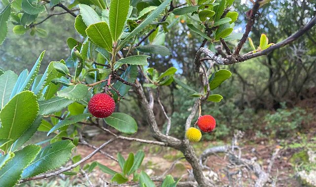 Milas'ta dağ çileği bereketi vatandaşları memnun etti