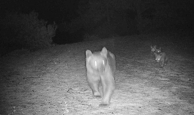 Muğla'da boz ayı, yavrularıyla görüntülendi