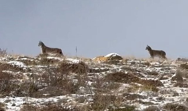 Niğde'de Nesli Tükenme Tehlikesi Altındaki Vaşak Görüntülendi
