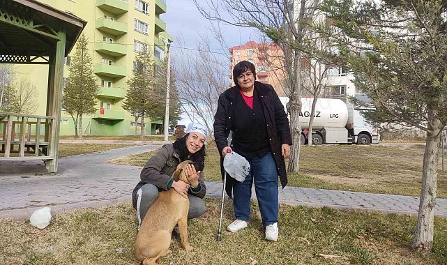 Niğdeli hayvanseverler kayıp köpekleri arıyor