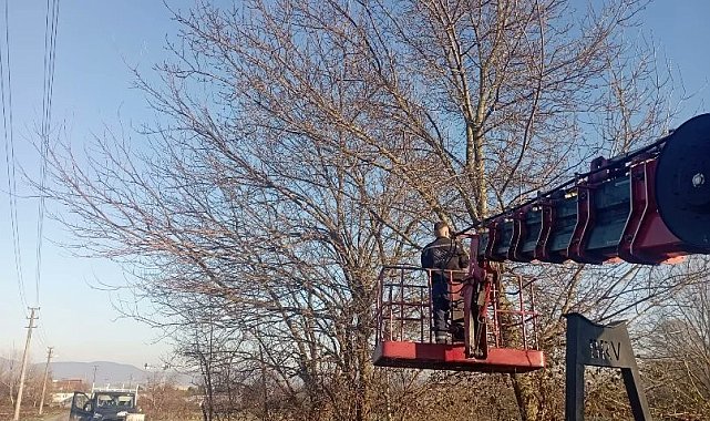 Olumsuz hava şartlarına karşı ağaçlar budanıyor