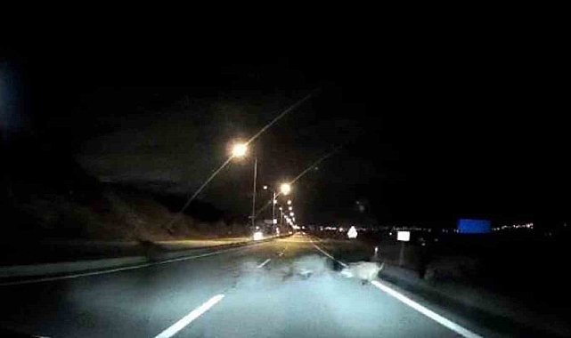 Önüne çıkan domuz sürüsüne çarptı, kazayı ucuz atlattı