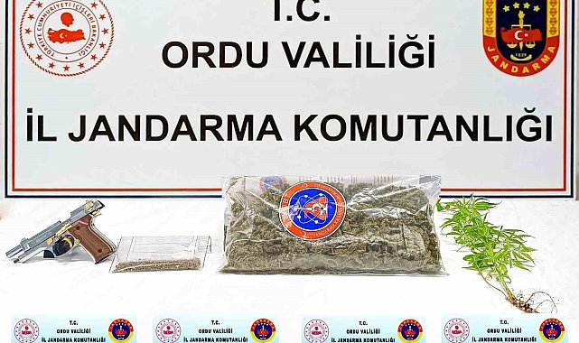 Ordu'da uyuşturucu operasyonu: 1 gözaltı