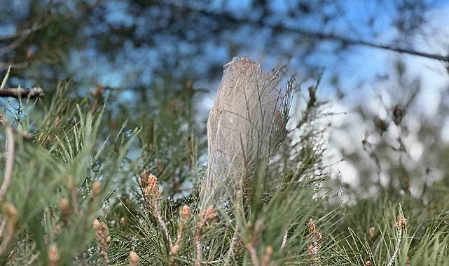 Ormanlarda 'çam kese böceği' tehlikesi
