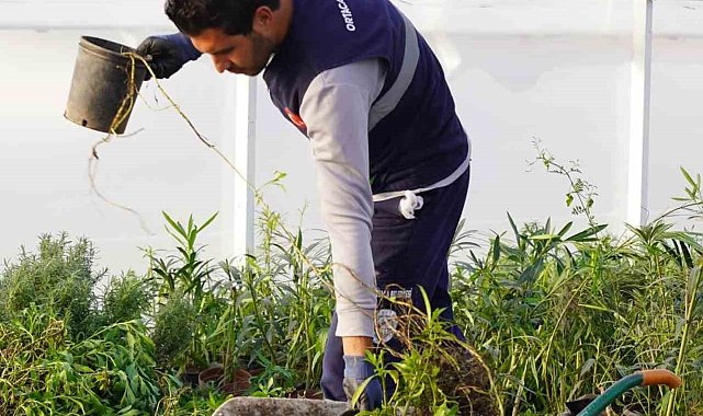 Ortaca Belediyesi kendi çiçeğini üretecek