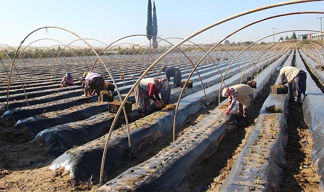 Ortaca ve Köyceğiz'de çilek üretimi artacak