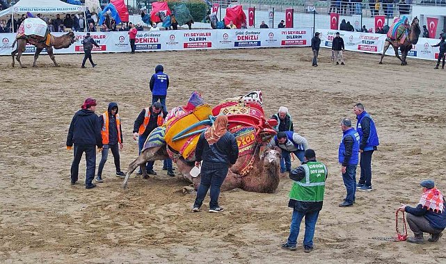 Şampiyon develerin mücadelesi nefesleri kesti