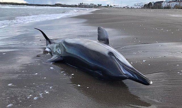 Samsun'da ölü yunus karaya vurdu