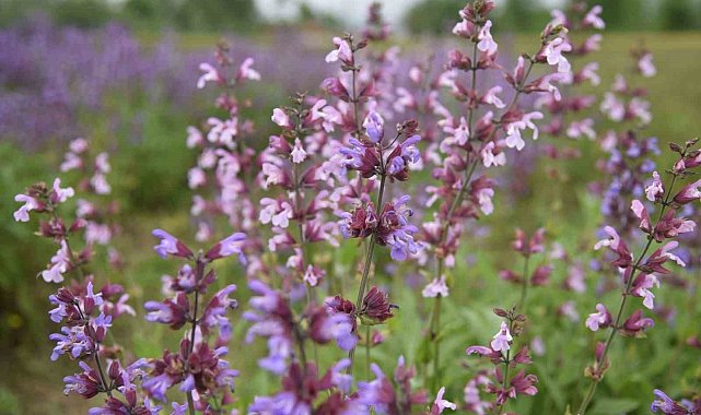 Samsun'da tıbbi aromatik bitki üretimi artıyor