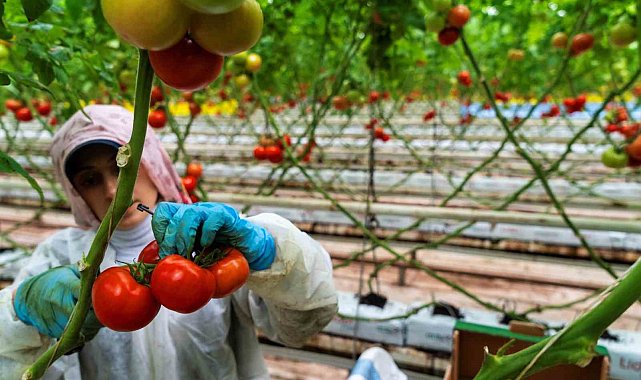 Seracılığın merkezi Hollanda'ya Manisa seralarından domates ihracatı