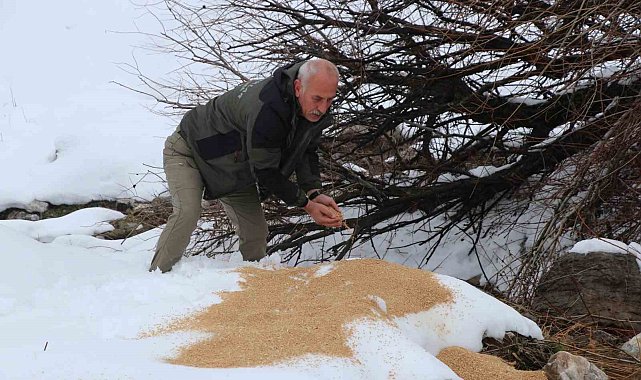 Siirt'te kar altındaki yaban hayvanlarına yem bırakıldı