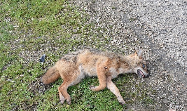 Sinop'ta kümeslere dadanan çakala otomobil çarptı