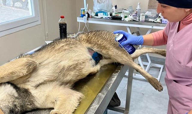 Şırnak Belediyesi sokak köpeklerini kısırlaştırıyor