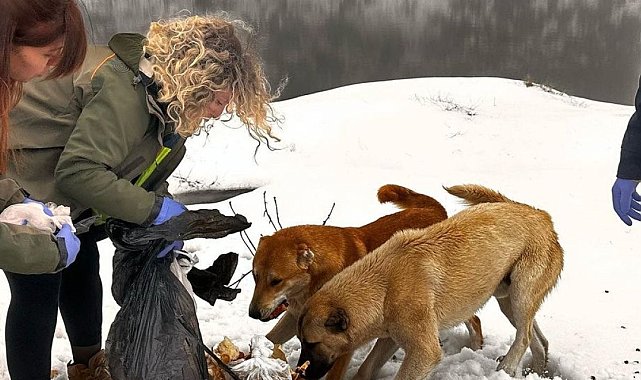 Şırnak'ta sokak hayvanları unutulmadı