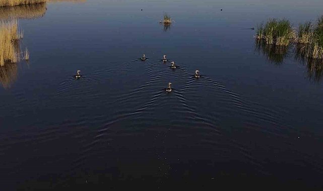 Sivas'ta belgeselleri aratamayan görüntüler