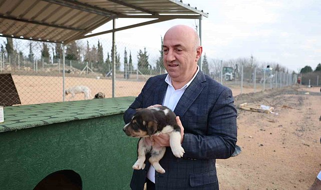 Sokak hayvanları Darıca'da güvenli barınağa kavuştu