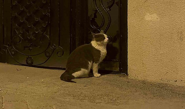 Son dönemlerde sokağa atılan evcil hayvan sayısı arttı
