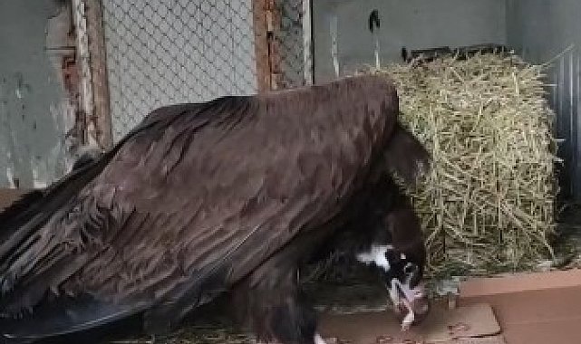 Soyu tehdit altında bulunan Kara Akbaba tedaviye alındı