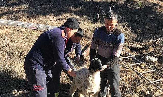 Su kuyusuna düşen küçükbaş hayvan kurtarıldı