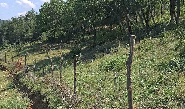 Susuz ve engebeli araziler zeytin bahçelerine dönüşüyor