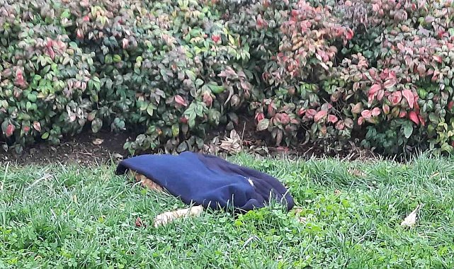 Taksim'de 3 sokak köpeğinin saldırdığı kedi telef oldu