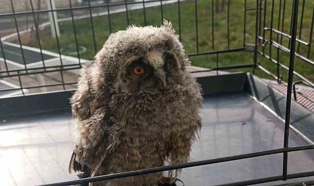 Tedavisi tamamlanan baykuş, doğaya salındı