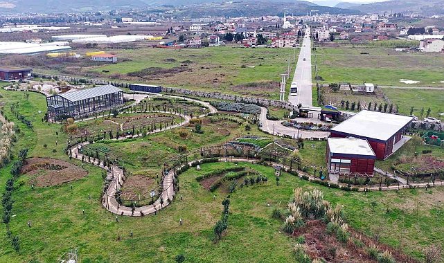 Tıbbı Aromatik Bitkiler Bahçesi'nde ıtır hasadı başladı