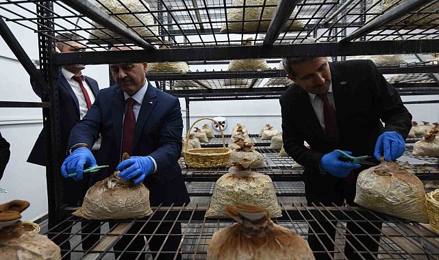 Tıbbi ve yenilebilir mantar hasadı gerçekleştirildi