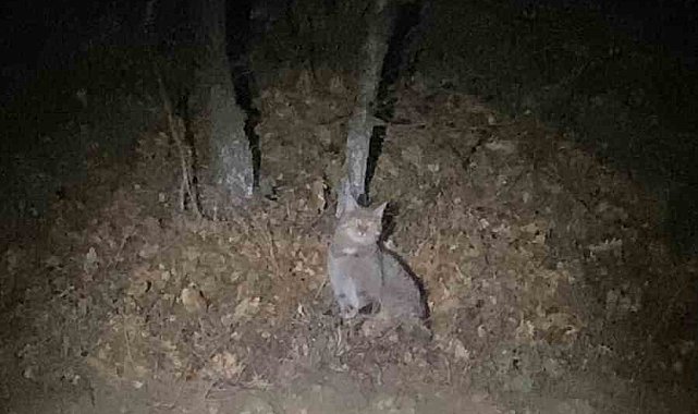 Tokat'ta nesli tükenme tehlikesi altında olan yaban kedisi görüntülendi