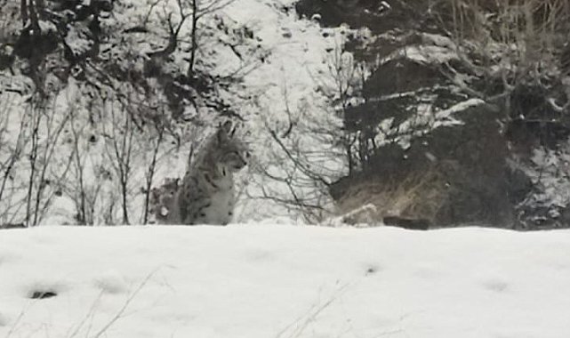 Tunceli'de kırmızı listedeki vaşak görüntülendi