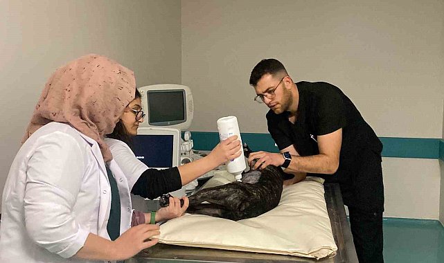 Türkiye'nin en büyük hayvan hastanesi 724 hizmette