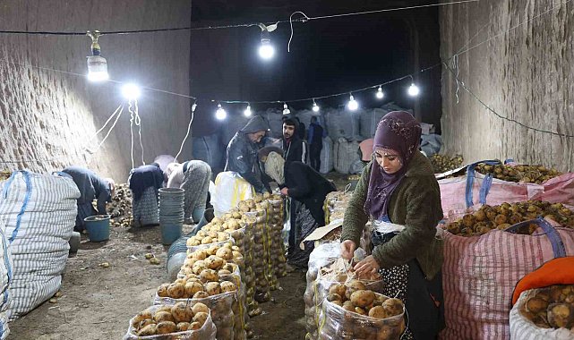 Türkiye'nin patates ihtiyacı Kapadokya'daki depolardan karşılanıyor