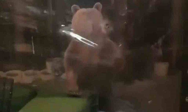 Uludağ'da aç kalan ayı ailesi işletmeye girmeye çalıştı