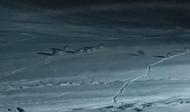 Van'da yiyecek arayan kurt sürüsü görüntülendi