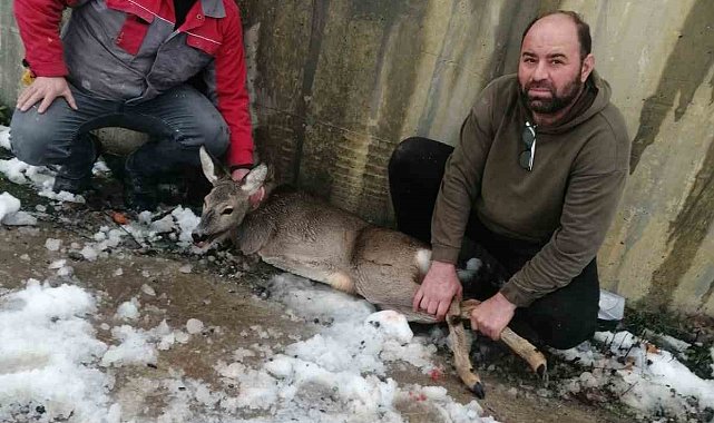 Yaralı halde bulunan karaca koruma altına alındı
