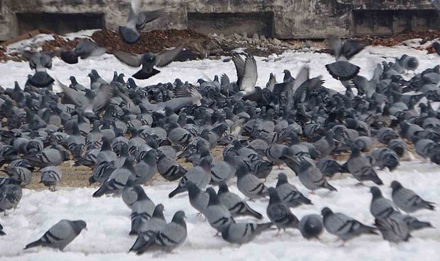 Yem kapmak için birbiriyle yarışan güvercinler görsel şölen oluşturdu