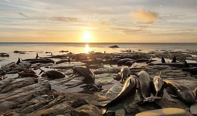 Yeni Zelanda'da kıyıda mahsur kalan balina ve yunus sürüsüne ötenazi yapıldı