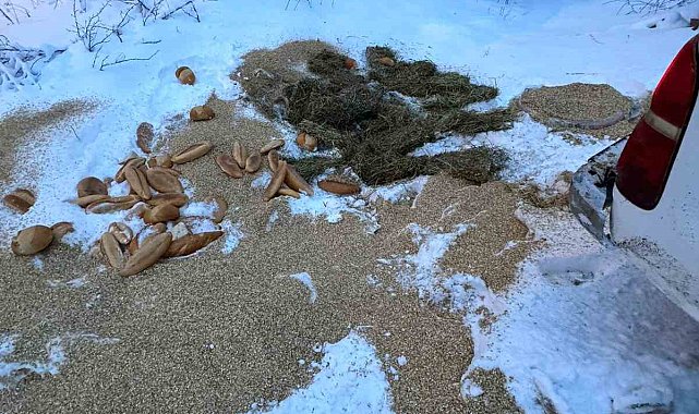 Yiyecek bulamayan yaban hayvanlarına vatandaştan yardım eli