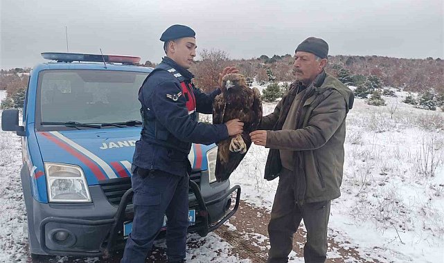 Yozgat'ta jandarmanın bulduğu yaralı şah kartalı tedaviye alındı