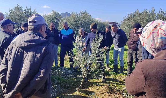 Zeytin budamayı uygulamalı öğrendiler