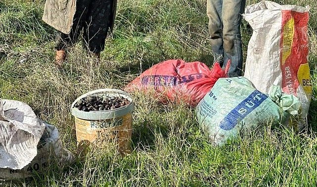 Zeytin hırsızı yakalandı