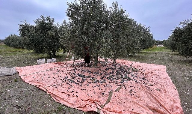 Zeytinin başkenti Manisa'da zeytin hasadı tamamlandı