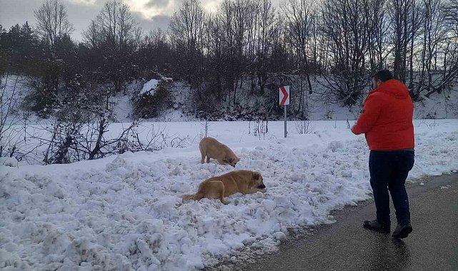 Zorlu hava şartlarında sokak hayvanlarını unutmuyorlar