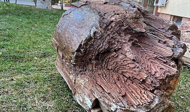 10-16 milyon yaşında ağaç fosili bulundu