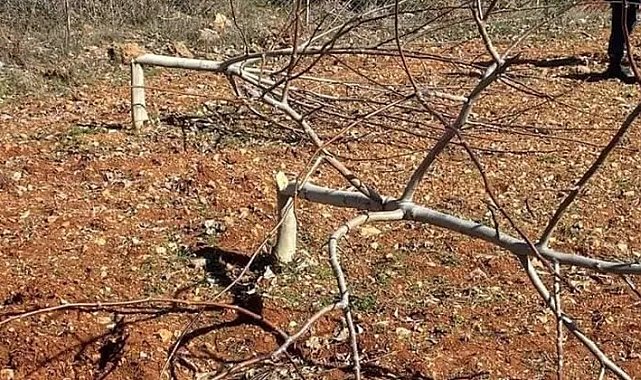 10 yıllık 450 ceviz bir gecede katledildi
