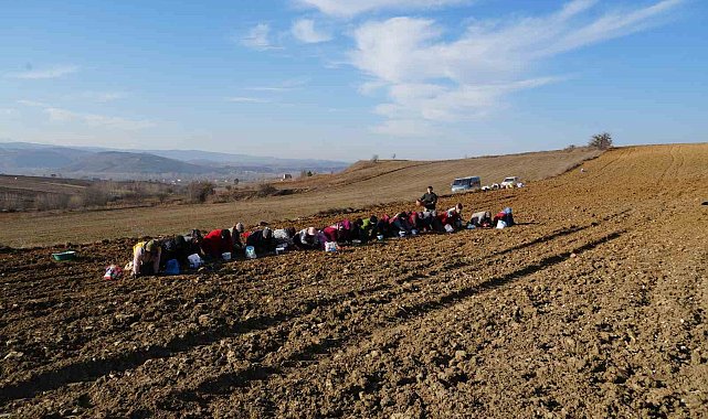 'Beyaz altın' Taşköprü sarımsağı toprakla buluşuyor