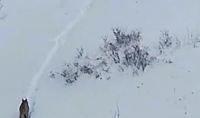 'Ormanın hayaleti' Ardahan'da yeniden görüntülendi